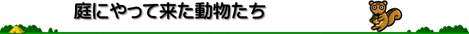 [庭にやって来た動物たち]